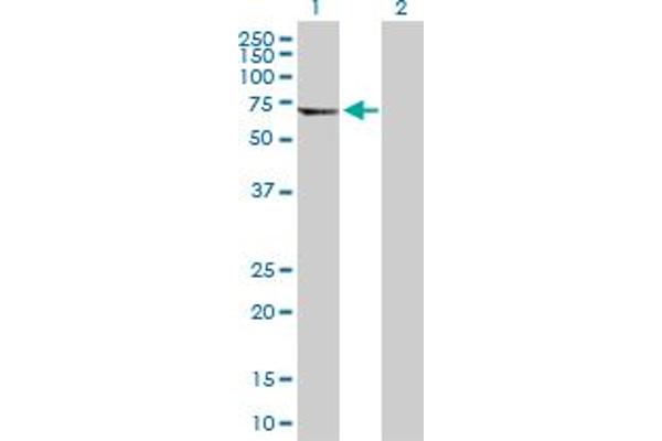TUBA8 antibody  (AA 1-449)