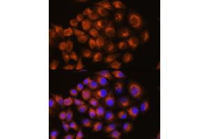 Immunofluorescence analysis of HeLa cells using A antibody (ABIN3022193, ABIN3022194, ABIN3022195 and ABIN6218659) at dilution of 1:100. (Adenosine A2a Receptor antibody  (AA 100-200))