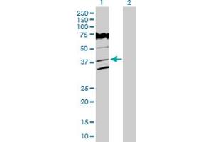 Western Blot analysis of VPS26A expression in transfected 293T cell line by VPS26A MaxPab polyclonal antibody. (VPS26A antibody  (AA 1-327))