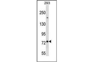 Western blot analysis of MED16 Antibody (Center) in 293 cell line lysates (35ug/lane). (MED16 antibody  (Middle Region))