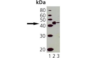 Western Blot Analysis of CD40: Lane 1: MWM, Lane 2: ESK4 cell lysate, Lane 3: Molt 4 cell lysate. (CD40 antibody)