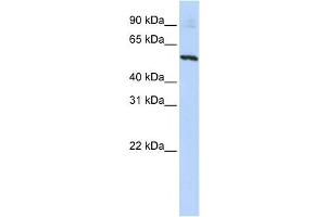 Western Blotting (WB) image for anti-Solute Carrier Family 36 (Proton/amino Acid Symporter), Member 2 (SLC36A2) antibody (ABIN2458820) (SLC36A2 antibody)