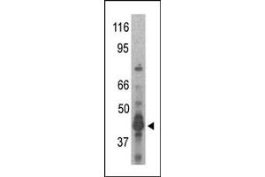 Image no. 1 for anti-Protein Arginine Methyltransferase 6 (PRMT6) (N-Term) antibody (ABIN356530) (PRMT6 antibody  (N-Term))
