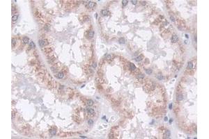 Immunohistochemistry (IHC) image for anti-MOCO Sulphurase C-terminal Domain Containing 1 (MOSC1) (AA 41-335) antibody (ABIN7430258)