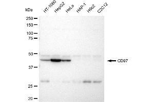 Western blotting analysis using CD97 antibody (ABIN7797989). (Recombinant CD97 antibody)