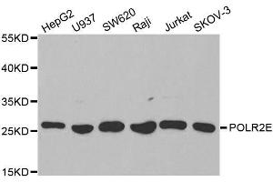 Western blot analysis of extracts of various cell lines, using POLR2E antibody. (POLR2E antibody  (AA 1-210))