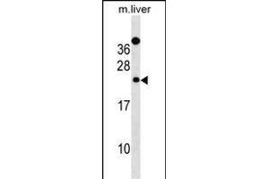 Mouse Derl2 Antibody (C-term) (ABIN1536818 and ABIN2838316) western blot analysis in mouse liver tissue lysates (35 μg/lane). (Der1-Like Domain Family, Member 2 (DERL2) (AA 191-219), (C-Term) antibody)
