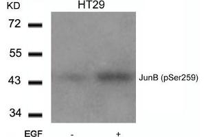 Western blot analysis of extracts from HT29 cells untreated or treated with EGF using JunB(Phospho-Ser259) Antibody. (JunB antibody  (pSer259))