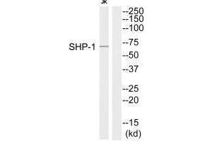 Western blot analysis of extracts from Jurkat cells, using SHP-1 (Ab-564) antibody. (MSK1 antibody  (C-Term))