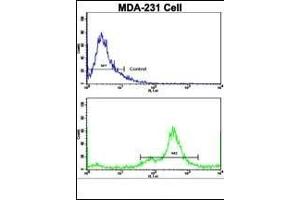 Flow cytometric analysis of MDA-231 cells using NDRG1 Antibody (N-term)(bottom histogram) compared to a negative control cell (top histogram). (NDRG1 antibody  (N-Term))