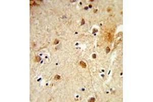 Formalin-fixed and paraffin-embedded human brain tissue reacted with CBY1 Antibody (C-term) followed which was peroxidase-conjugated to the secondary antibody, followed by DAB staining.