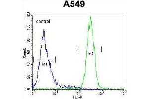 SYNCI Antibody (N-term) flow cytometric analysis of A549 cells (right histogram) compared to a negative control cell (left histogram). (Syncoilin antibody  (N-Term))