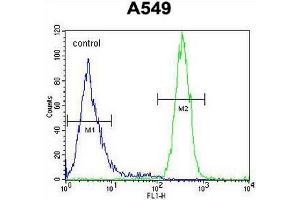 SYNCI Antibody (N-term) flow cytometric analysis of A549 cells (right histogram) compared to a negative control cell (left histogram). (Syncoilin antibody  (N-Term))