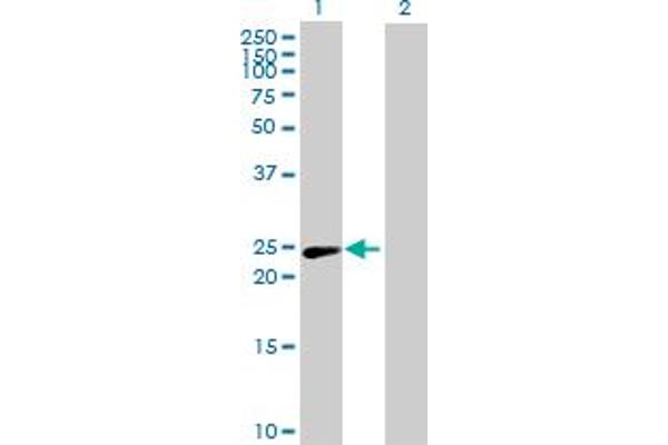 PSMD10 antibody  (AA 1-226)