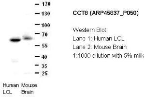 Image no. 2 for anti-Chaperonin Containing TCP1, Subunit 8 (Theta) (CCT8) (C-Term) antibody (ABIN2782379) (CCT8 antibody  (C-Term))