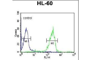 GZMB Antibody (N-term) (ABIN390495 and ABIN2840854) flow cytometric analysis of HL-60 cells (right histogram) compared to a negative control cell (left histogram). (GZMB antibody  (N-Term))