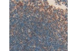 #VALUE! (CD42b antibody  (AA 17-282))
