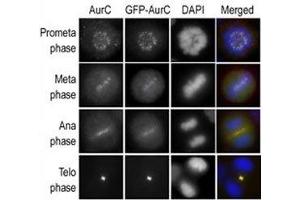 Immunofluorescence staining of HeLa cells expressing GFP-Aurora-C is performed at different cellular mitotic stages with A) Aurora-C antibody, B) GFP fluorescence, C) DAPI nuclear staining, and D) anti-Aurora-C merged to DAPI staining. (Aurora Kinase C antibody  (AA 1-30))