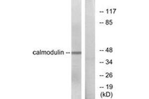 Western blot analysis of extracts from NIH-3T3 cells, using Calmodulin (Ab-79/81) Antibody.