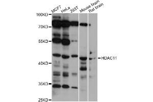 Western blot analysis of extracts of various cell lines, using HDAC11 antibody (ABIN1877126) at 1:1000 dilution. (HDAC11 antibody)