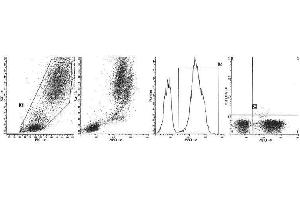 Image no. 1 for anti-Myeloperoxidase (MPO) antibody (FITC) (ABIN1108346) (Myeloperoxidase antibody  (FITC))