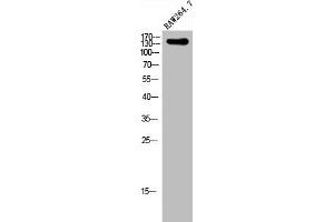 Western Blot analysis of RAW264. (SHANK2 antibody  (Internal Region))