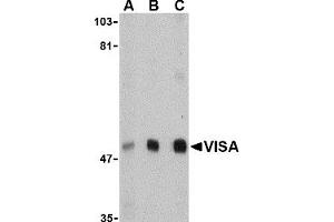 Western Blotting (WB) image for anti-Mitochondrial Antiviral Signaling Protein (MAVS) (N-Term) antibody (ABIN1031657) (MAVS antibody  (N-Term))