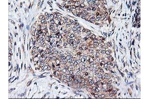 Image no. 5 for anti-Heme Oxygenase (Decycling) 2 (HMOX2) antibody (ABIN1498691) (HMOX2 antibody)