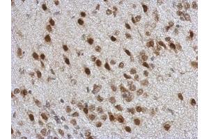 IHC-P Image Immunohistochemical analysis of paraffin-embedded rat brain, using TARDBP, antibody at 1:500 dilution. (TARDBP antibody)