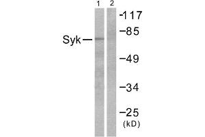 Western Blotting (WB) image for anti-Spleen tyrosine Kinase (SYK) (Internal Region) antibody (ABIN1848783) (SYK antibody  (Internal Region))