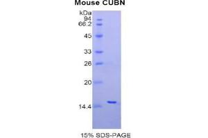 SDS-PAGE analysis of Mouse Cubilin Protein. (CUBN Protein)