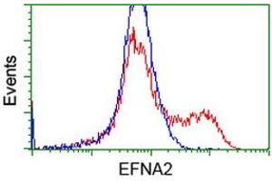 Flow Cytometry (FACS) image for anti-Ephrin A2 (EFNA2) antibody (ABIN1497955) (Ephrin A2 antibody)