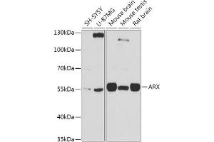 Western blot analysis of extracts of various cell lines, using ARX antibody (ABIN7265673) at 1:1000 dilution. (Arx antibody  (C-Term))