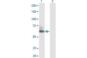 TTLL6 antibody  (AA 1-569)