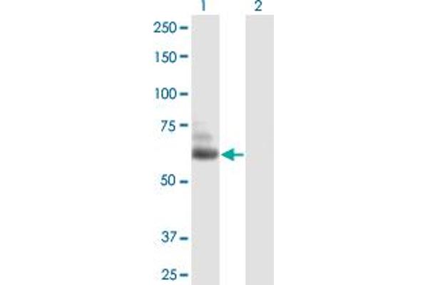 TTLL6 antibody  (AA 1-569)