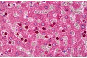 Anti-IGFBP5 antibody IHC staining of human liver. (IGFBP5 antibody  (AA 192-206))