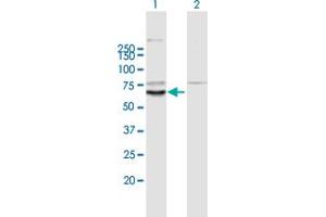 Western Blot analysis of KLHL10 expression in transfected 293T cell line by KLHL10 MaxPab polyclonal antibody.