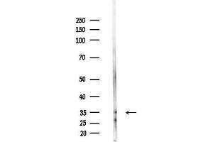 Western blot analysis of lysates from  cells(heat-shock,45 min treatment), using OR51 Antibody at 1/1000 dilution.