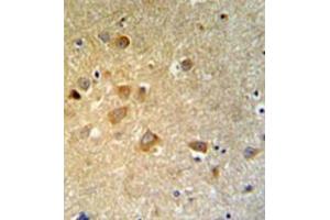 Immunohistochemistry analysis in formalin fixed and paraffin embedded brain tissue reacted with GTSE1 Antibody (C-term) followed which was peroxidase conjugated to the secondary antibody and followed by DAB staining. (GTSE1 antibody  (C-Term))
