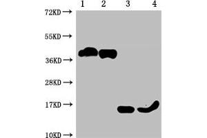 Western Blot Positive WB detected in: 1-2 lanes: 293F whole cell lysate transfected with BCMA, 3-4 lane: Recombinant proteins with BCMA All lanes: TNFRSF17 antibody at 1:1000 Secondary Goat polyclonal to mouse IgG at 1/50000 dilution Predicted band size: 40, 15 KDa Observed band size: 40, 15 KDa Exposure time:10 min (BCMA antibody  (AA 1-54))