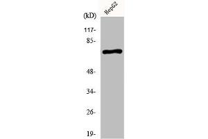 Western Blot analysis of HepG2 cells using KV3. (KCNC2 antibody  (C-Term))