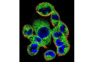 Confocal immunofluorescent analysis of SOCS4 Antibody (Center) (ABIN655792 and ABIN2845222) with  cell followed by Alexa Fluor 488-conjugated goat anti-rabbit lgG (green). (SOCS4 antibody  (AA 227-254))