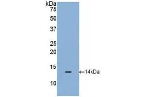 Detection of Recombinant MIF, Mouse using Polyclonal Antibody to Macrophage Migration Inhibitory Factor (MIF) (MIF antibody)