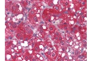 Immunohistochemical analysis of paraffin-embedded human LAdrenal tissues using WNT1 mouse mAb