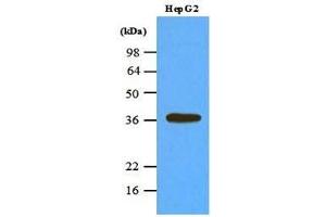 Cell lysates of HepG2 (45 ug) were resolved by SDS-PAGE, transferred to nitrocellulose membrane and probed with anti-human PPP1CA (1:1000). (PPP1CA antibody  (AA 30-299))
