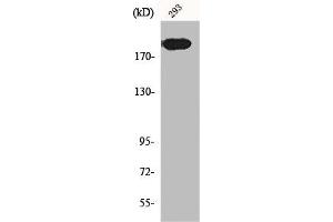 Western Blot analysis of 293 cells using Endo180 Polyclonal Antibody (MRC2 antibody  (N-Term))