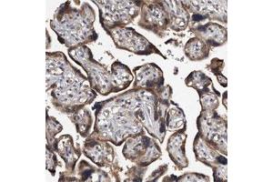 Immunohistochemical staining of human placenta shows strong cytoplasmic positivity in trophoblastic cells.