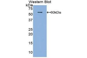 Western Blotting (WB) image for anti-Fibrous Sheath Interacting Protein 1 (FSIP1) (AA 55-287) antibody (ABIN1858922) (FSIP1 antibody  (AA 55-287))