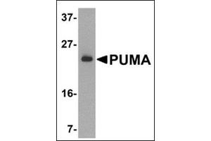 Western blot analysis of PUMA expression in K562 cell lysate with PUMAat 2 μg /ml. (PUMA antibody  (N-Term))