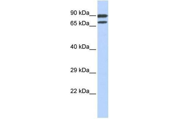 ZNF583 antibody  (N-Term)